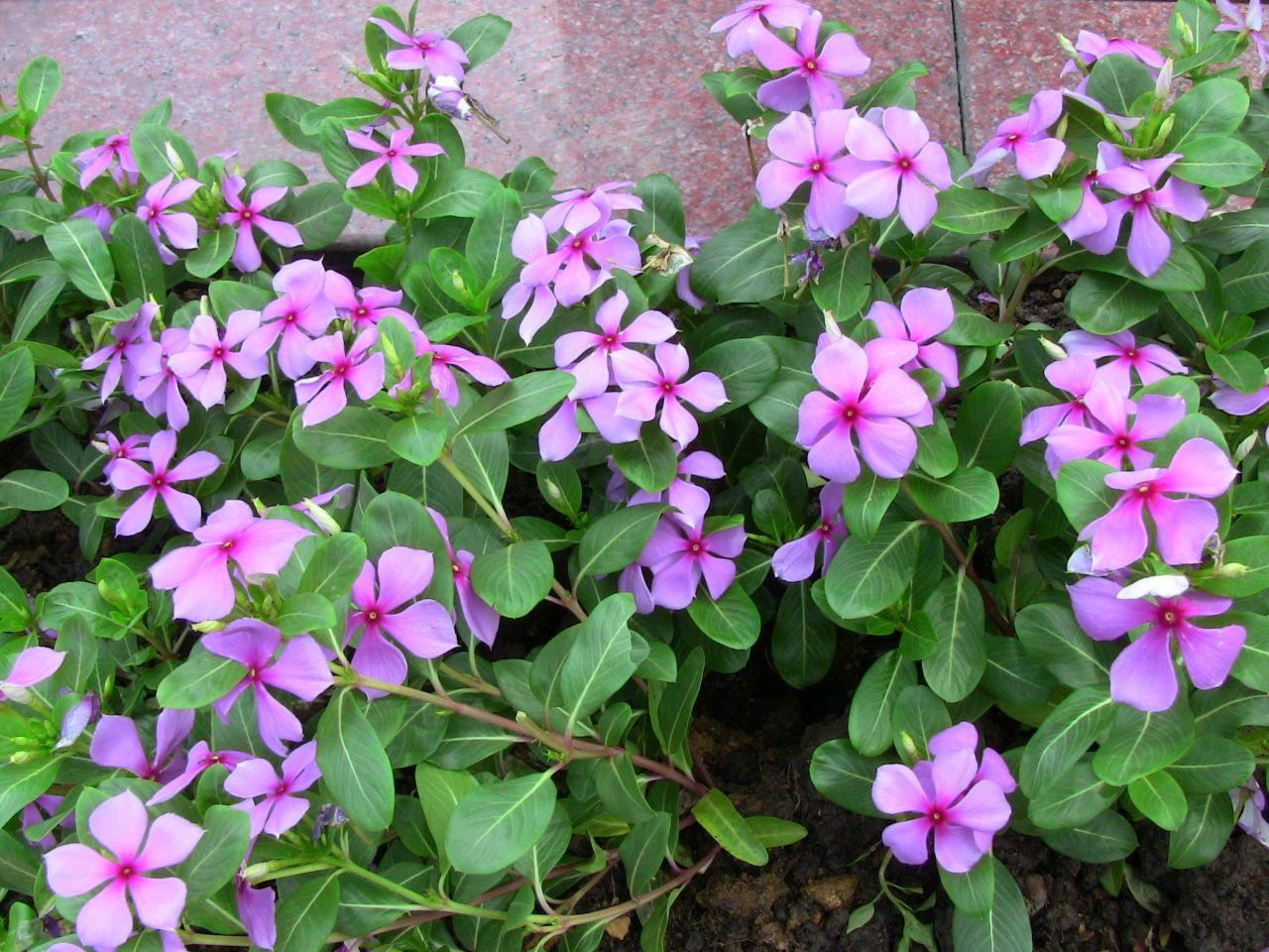 想要养好花几招教会你,想养好花掌握这些妙招