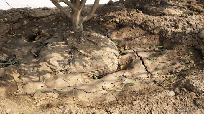 树木栽植时，土球上的包扎物到底该不该解除？