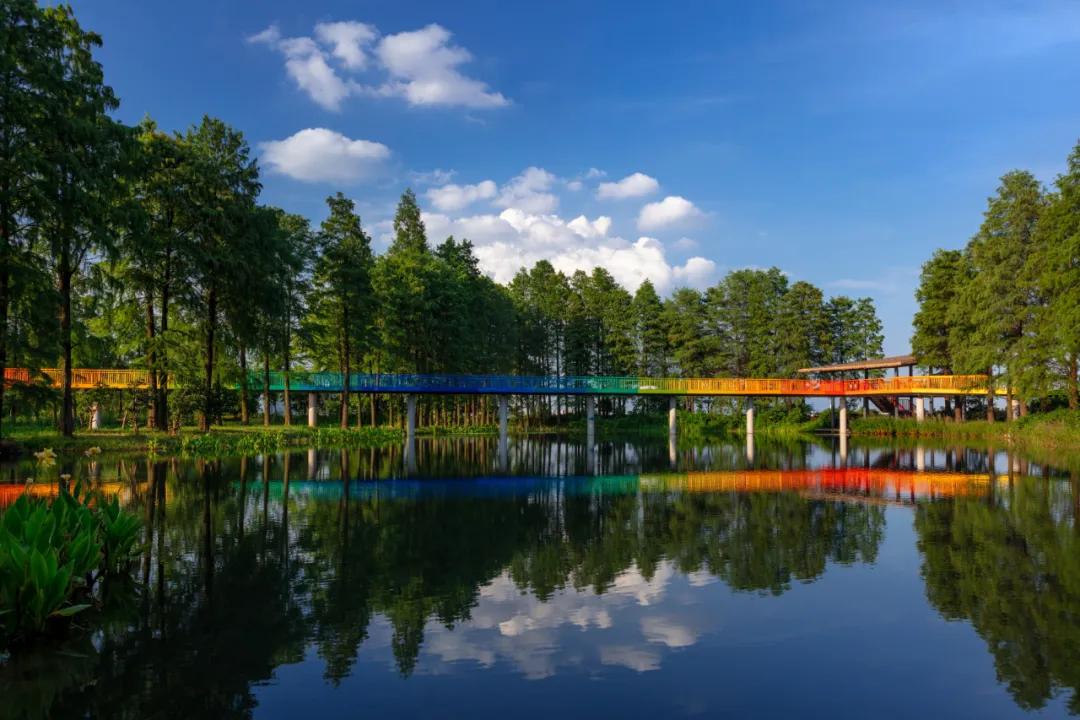 武汉华侨城湿地公园绿化,华侨城生态湿地公园武汉什么区