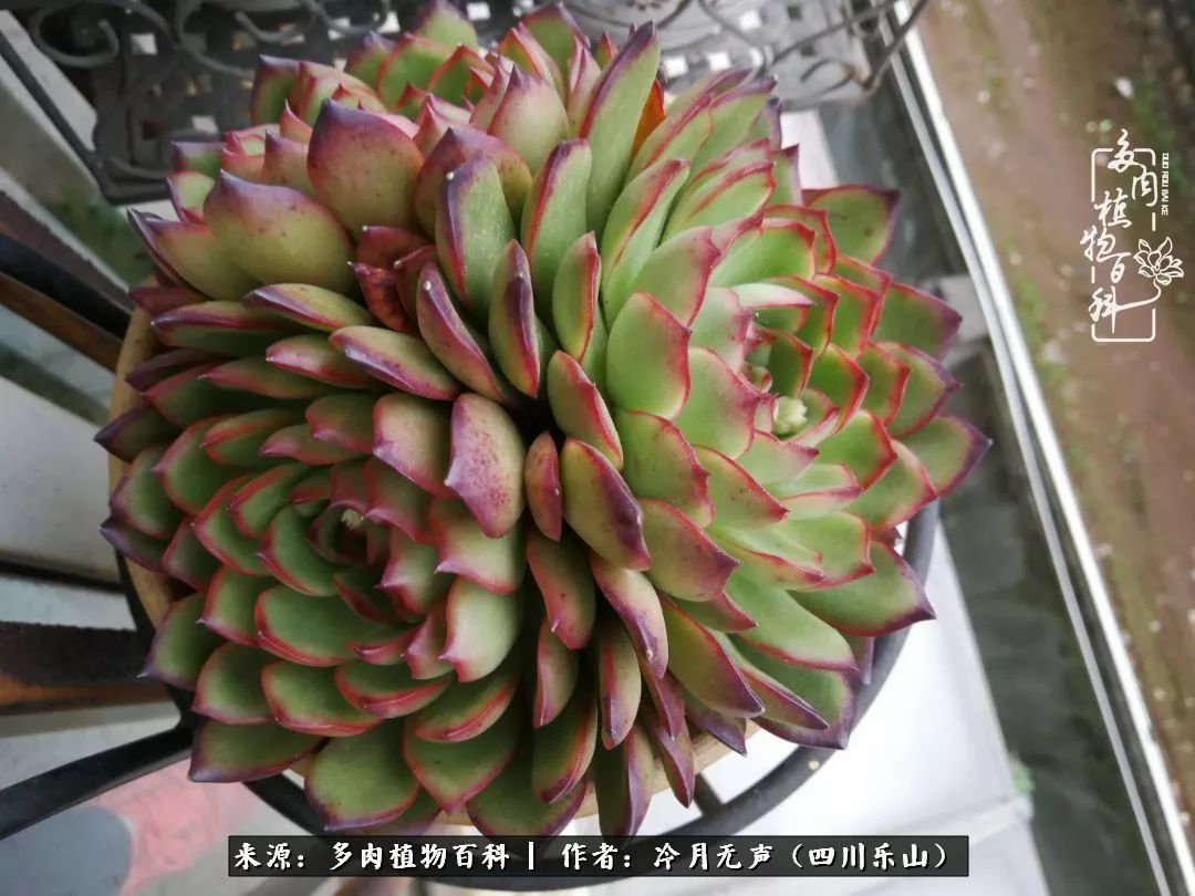 时光见证多肉故事,关于多肉的故事