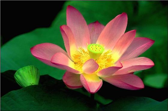 ps新手快速入门一对一教程,ps进阶教程全套免费自学