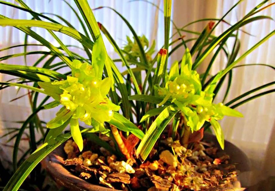 春兰天彭牡丹香味好吗,春兰天彭牡丹兰花简介