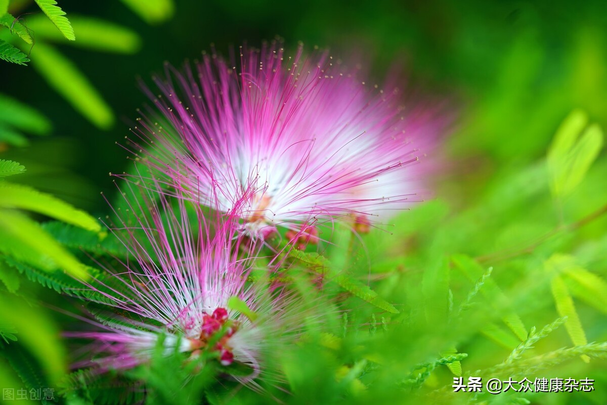 中医调理妇科病，想知道花类中药怎么用吗