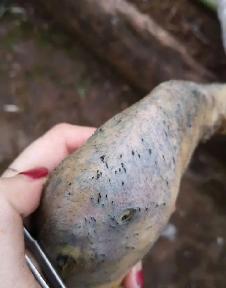 有必要把黑头故意挤出来吗,黑头真能挤出来那么多吗