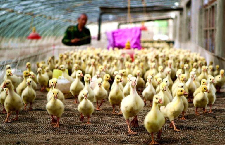 雏鹅保温最简单方法,雏鹅饲养