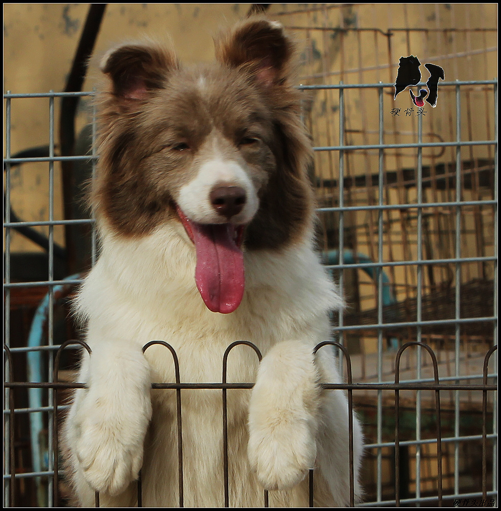 西安边境牧羊犬领养,领养边境牧羊犬幼崽