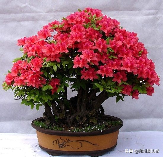 十种最旺客厅的花冬季,春节喜庆花卉有哪些