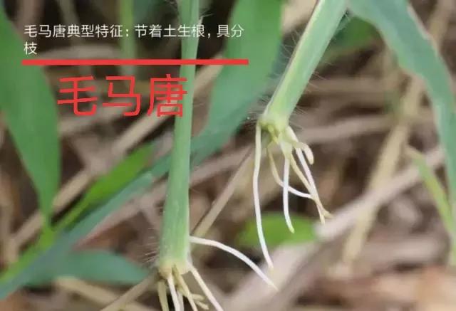 水稻直播除草技术大全,旱直播水稻二次封闭怎样用药