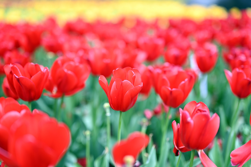 尼康新发售z50mmf1.2s镜头,尼康超大镜头