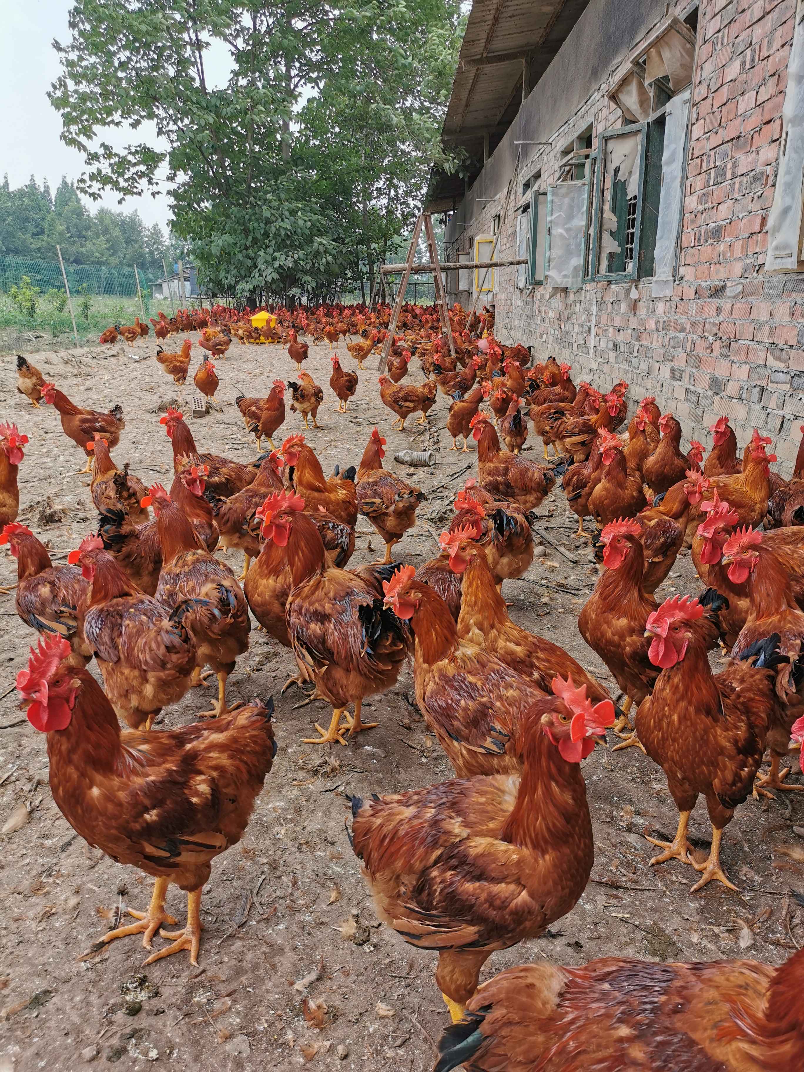 鸡冠癣的防治措施,鸡冠癣最好治疗方法