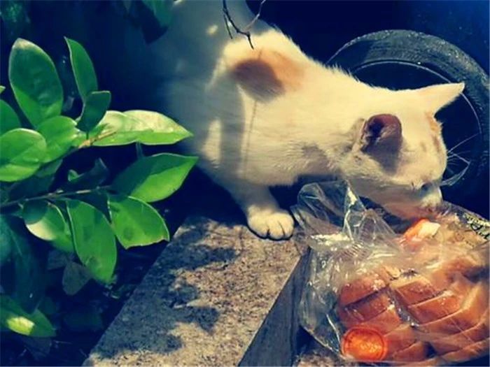 流浪猫的日常生活,流浪猫生活