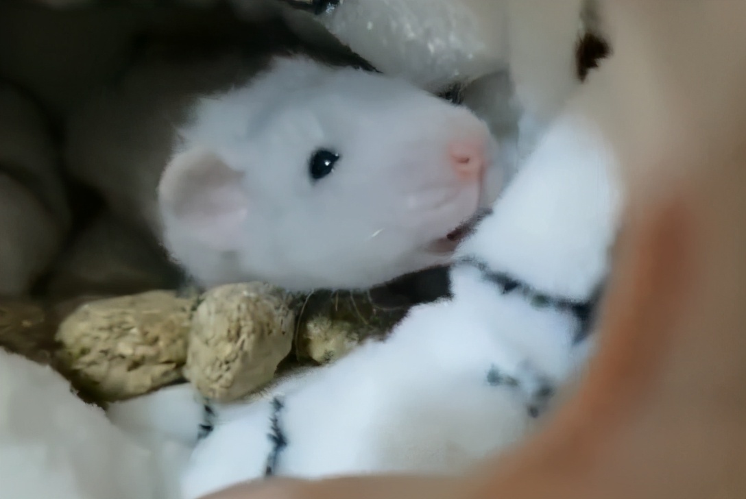 精灵鼠小弟是什么老鼠,精灵鼠小弟个人简介