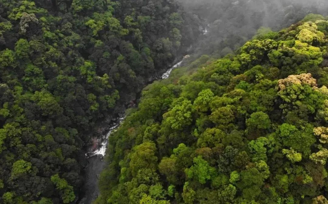 金骏眉必备的三个基本条件,六个问题原因分析