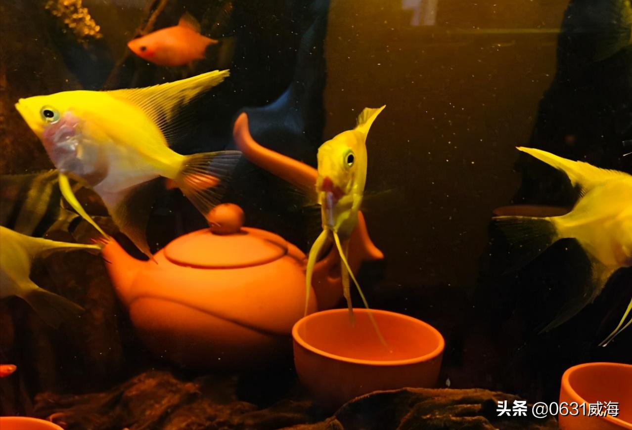 鱼缸硝化细菌的正确使用方法,鱼缸硝化细菌通常多久能稳定