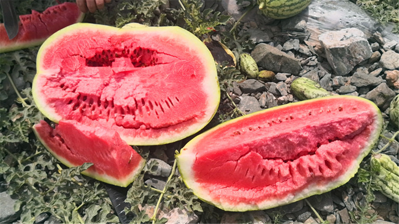 禁种戈壁西瓜的原因,戈壁西瓜为什么禁种