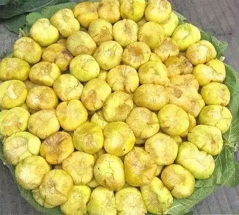 全国各地最全特产,全新疆特产