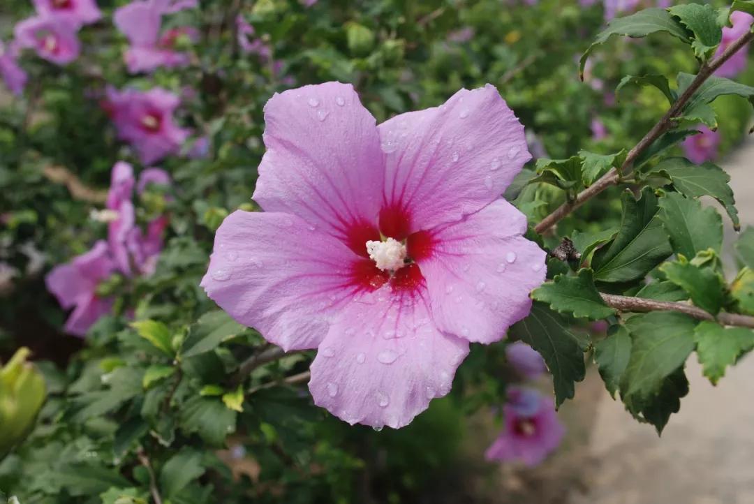 冬天常见中药植物图片及功效,花期长的草本植物图片