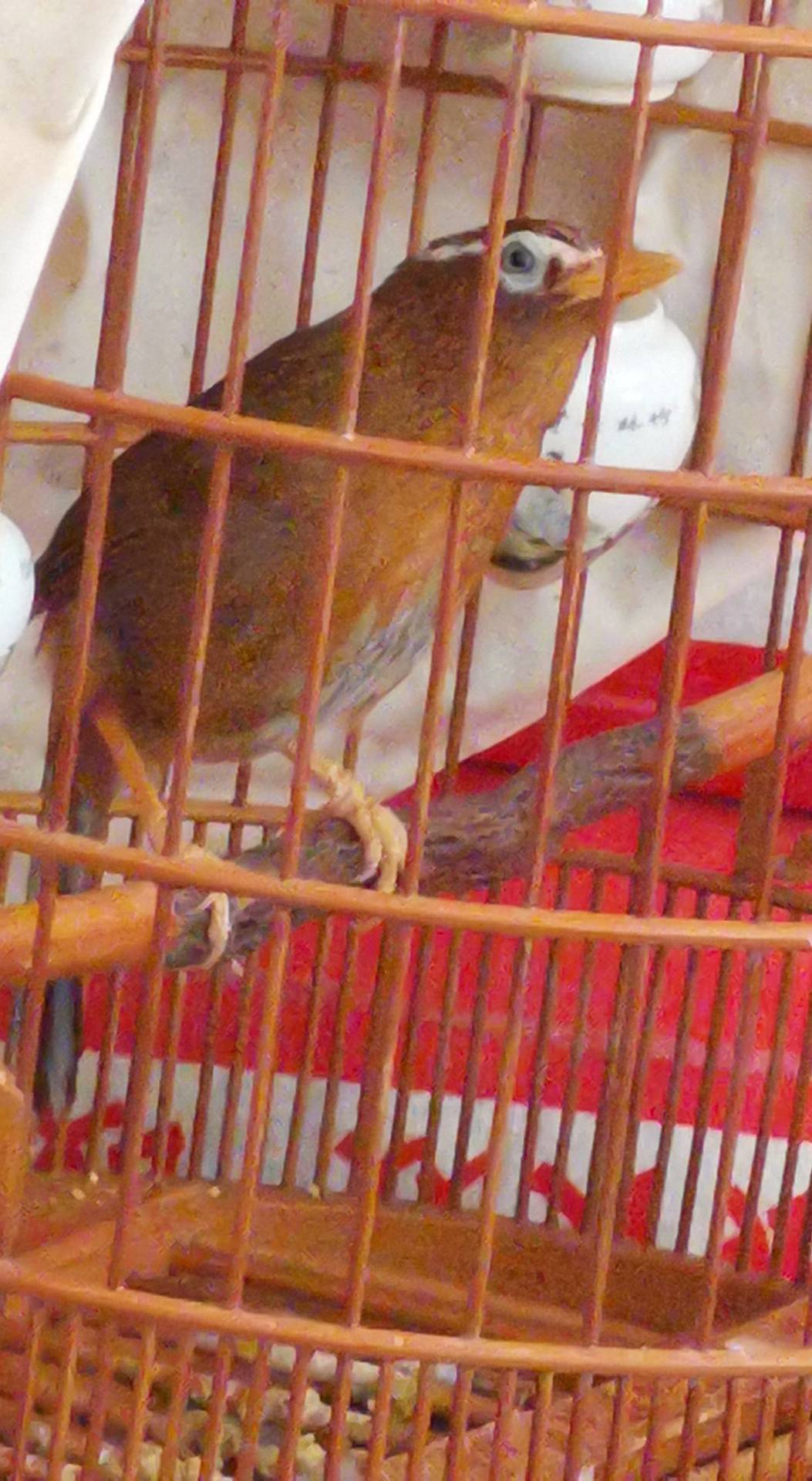 画眉鸟换毛要注意什么事项,画眉鸟换完毛不叫了怎么回事