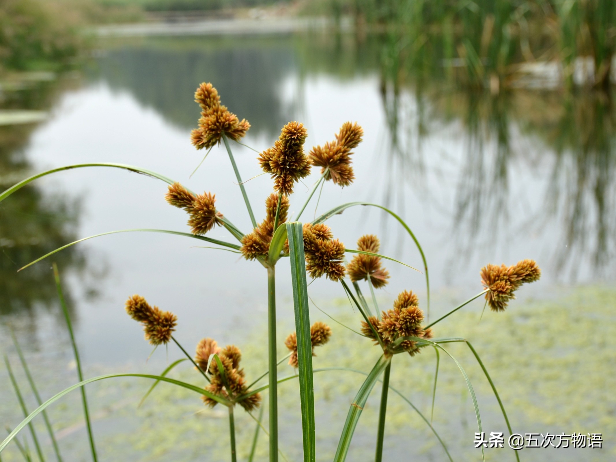 竹子草本植物还是木本植物,竹子是草本还是木本才能开花