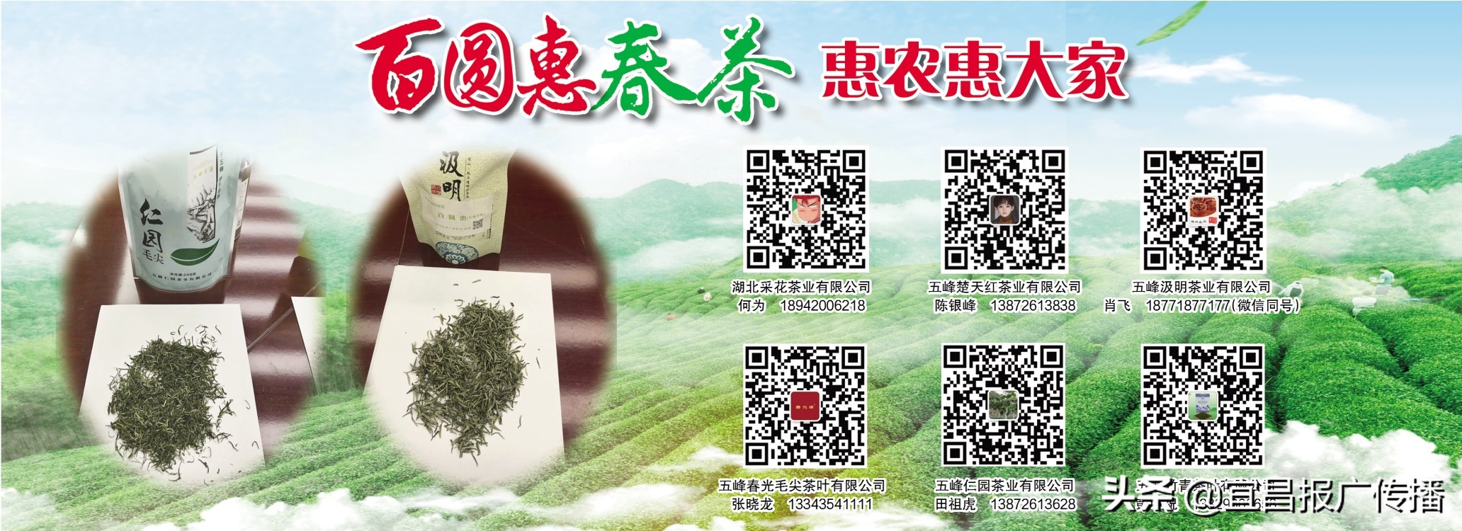 助茶农渡难关，宜昌春茶“百圆惠”上市