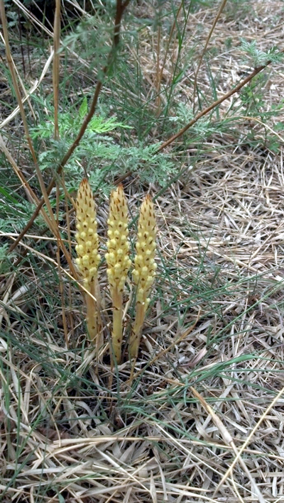 如何区分发财树和招财树，油苁蓉与肉苁蓉一样吗？