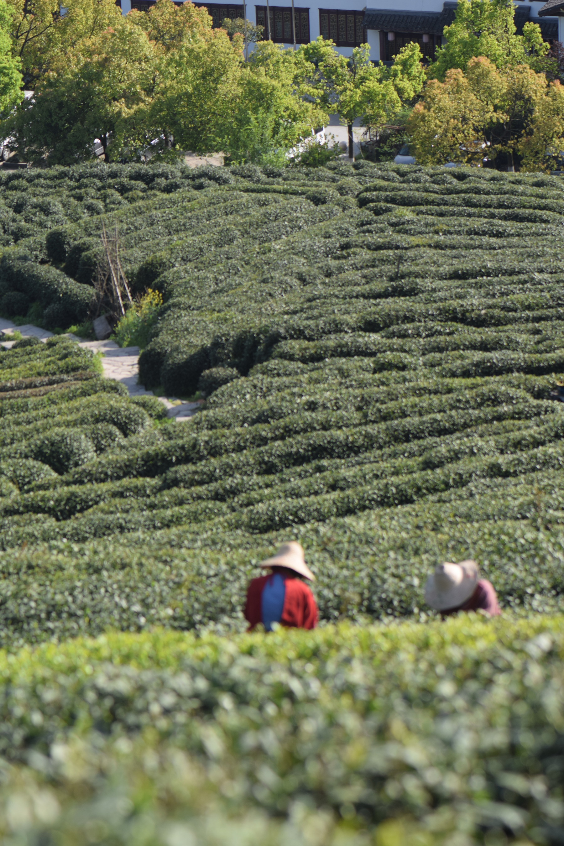 从业十年我所经历的火爆和低迷,茶行业真实揭露