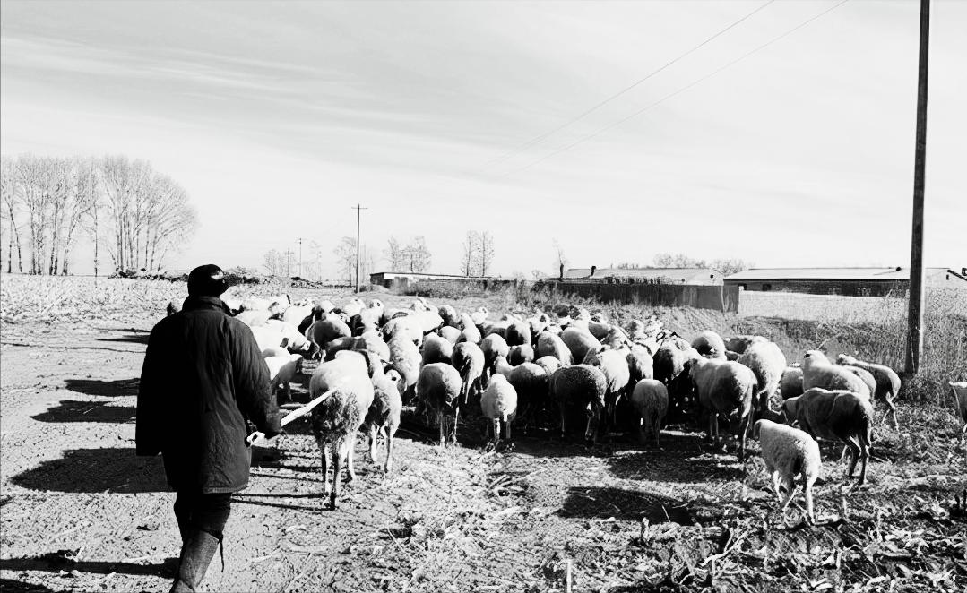 53岁放羊老汉当警察,放羊老头跻身顶尖刑侦专家