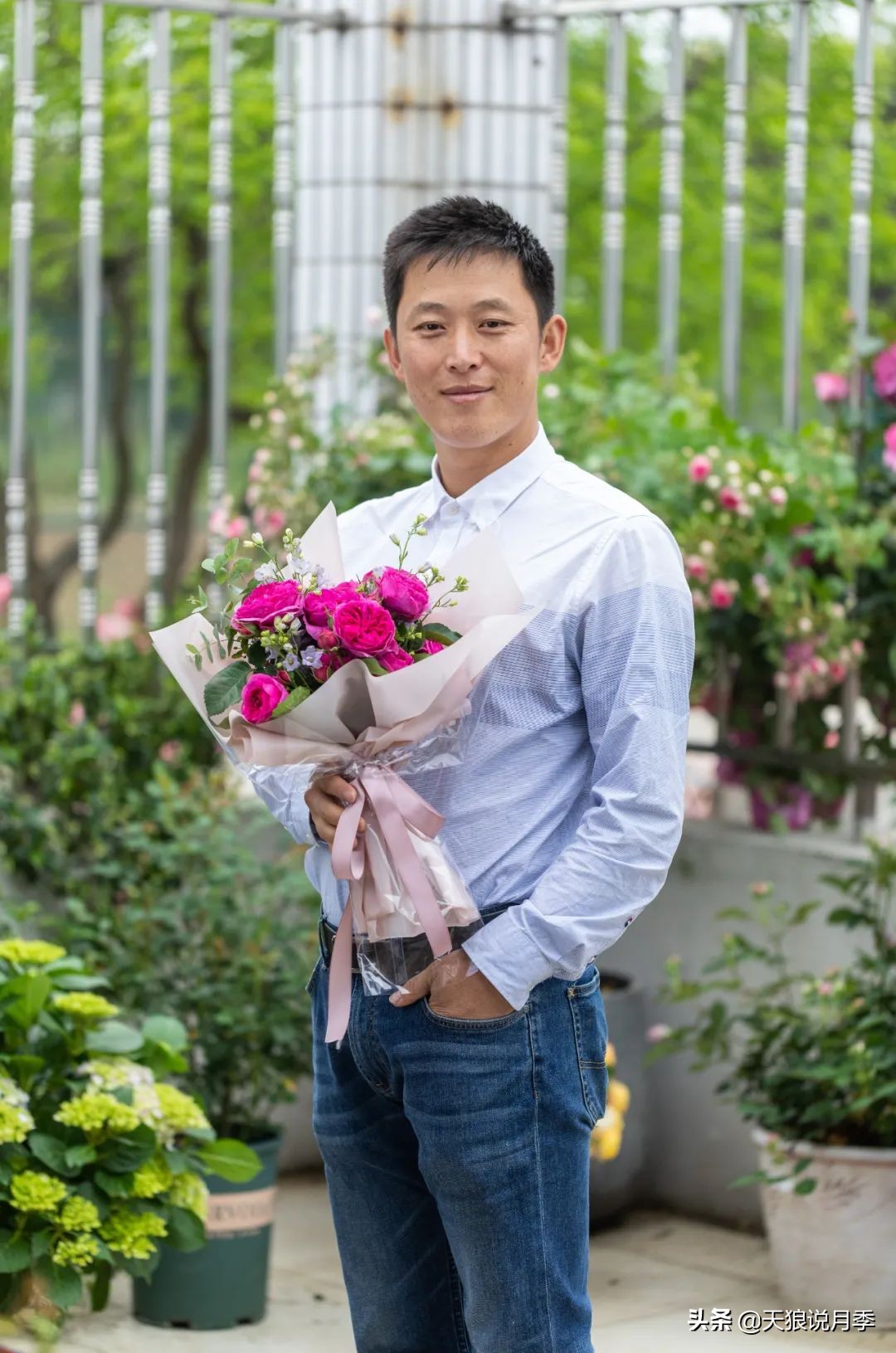 2022年天狼月季新品,月季天狼新品曝光