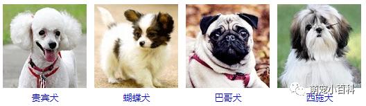 狗狗品种分类大全,狗狗品种鉴定