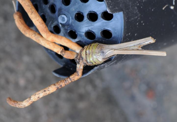 兰花老芦头处理的整套方法，处理得当老头发新苗！