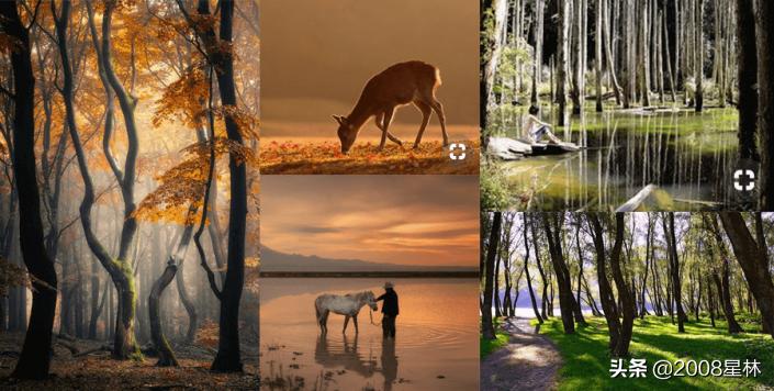 狮子亲吻小鹿插画,抬头望天空的小鹿插画