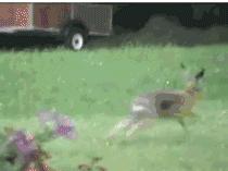 抓一只野兔会怎么处罚,抓一只野兔怎样处罚