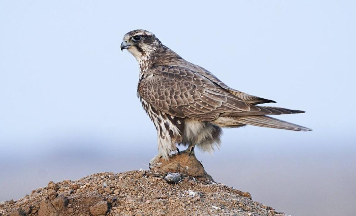 网友在朋友圈看到拥有自己护照的鸟，是受中东土豪追捧的宠物？