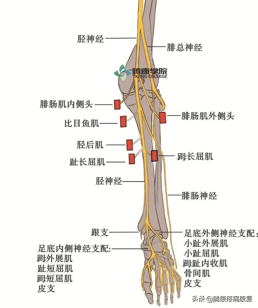 最全!脊神经系统汇总