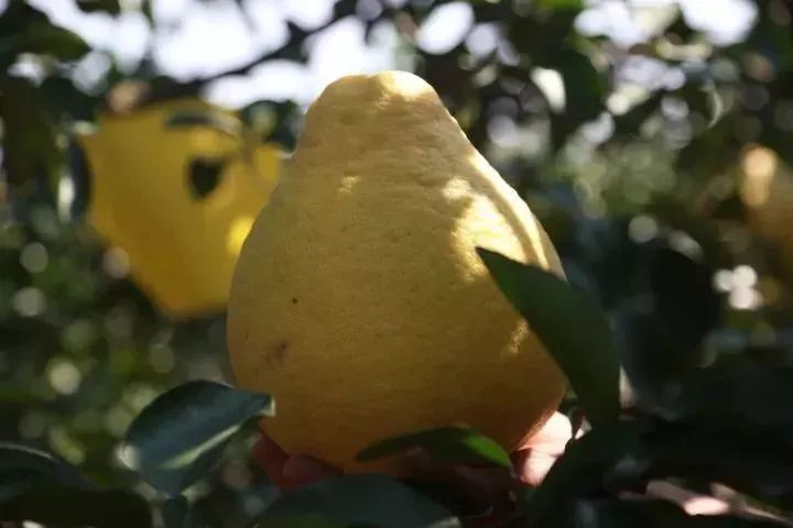 容县沙田柚挑选视频,如何挑选沙田柚视频