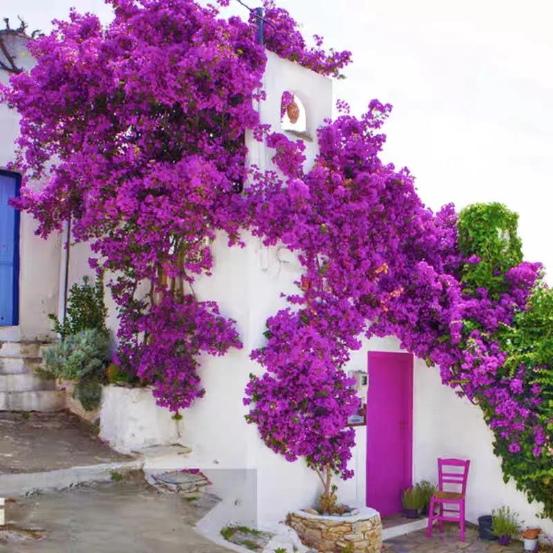 2021年大火的10个三角梅品种,图名并茂欢迎认领,看有无你喜欢的