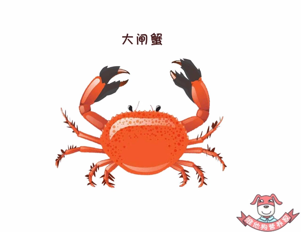 蟹黄蟹膏是什么蟹,河蟹蟹黄蟹膏是什么样的