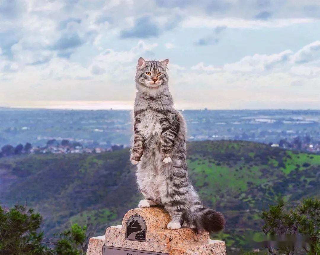 喵界的“荒野猎人”,被人误会多年,其实它才是俄罗斯的国猫