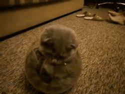 圆就是圆吗,圆可不可以不是圆的