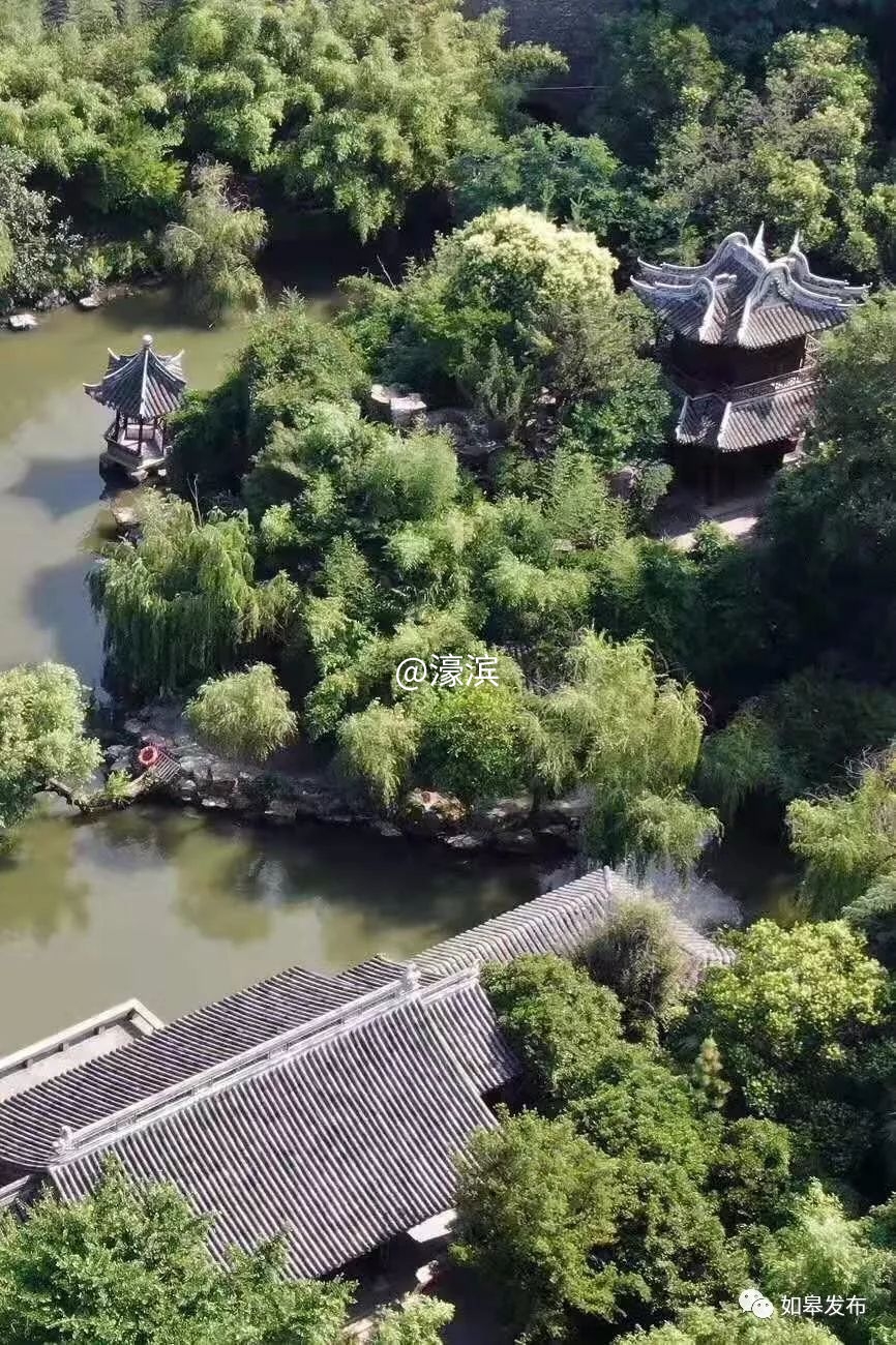 什么是如皋蝶尾,如皋的特点