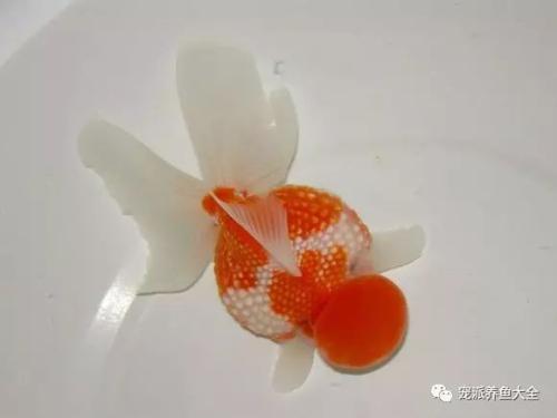 文种龙种蛋种金鱼主要特征,文种金鱼和蛋种金鱼的区别