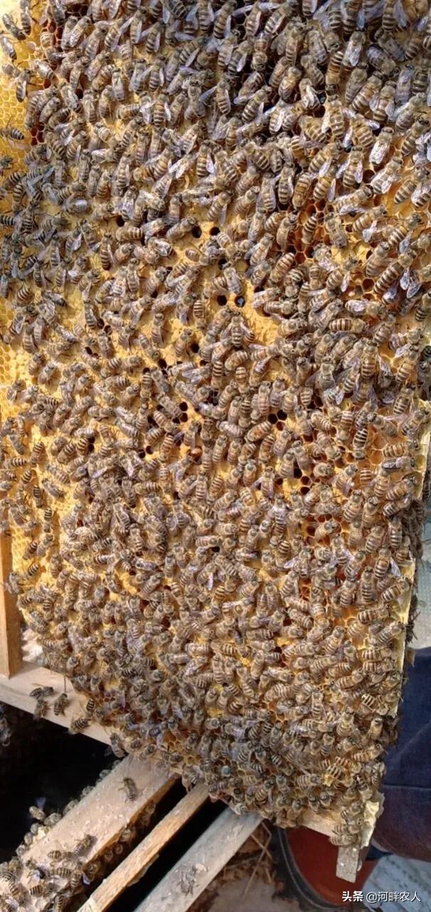 中蜂工产群怎么合群,中蜂工产群合并方法