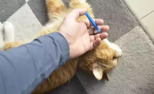 福懋宠物医院最新视频,宠物医院福懋