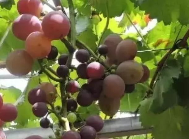 葡萄大小粒管理方法,葡萄大小粒的最佳治疗方法
