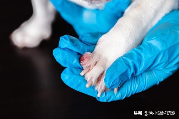 狗狗爪子红肿经常舔脚，有可能是趾间炎，原因、预防主人要了解