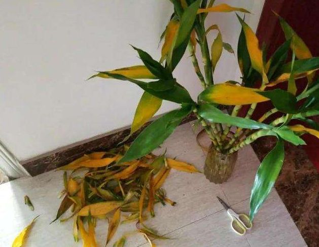 富贵竹越长越瘦,富贵竹越养越细