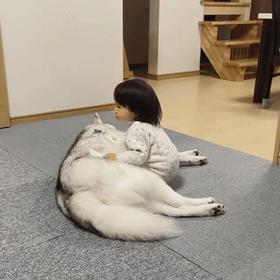 哈士奇的四大优点,哈士奇好养吗哈士奇能活多少年呢