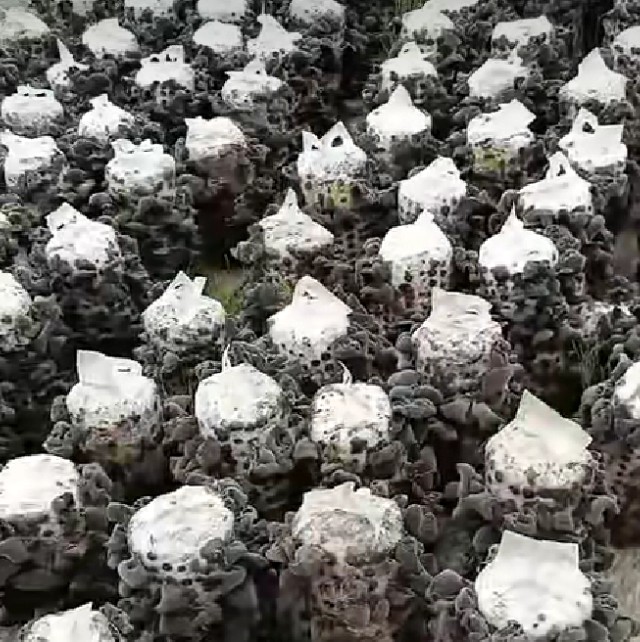 【原创】黑木耳代料栽培技术