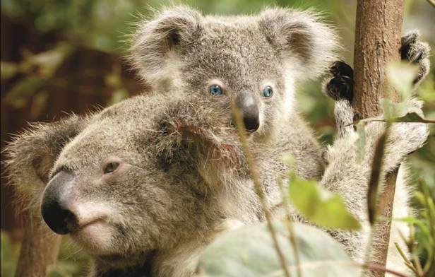 澳洲悉尼旅游攻略,澳洲悉尼旅游攻略四天多少钱