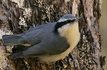 东江揽胜,惠州淡水常见鸟类图谱